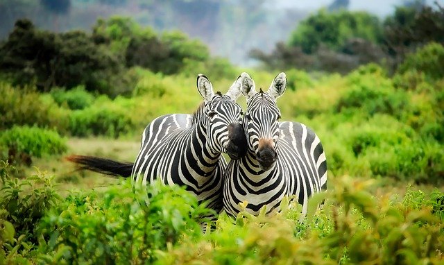 zebras-1883654_640